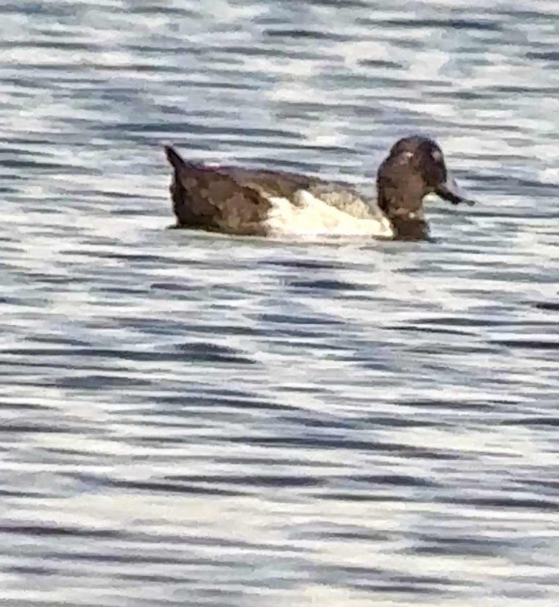 Lesser Scaup - ML620224489