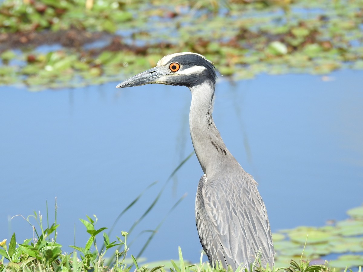 Yellow-crowned Night Heron - ML620224491