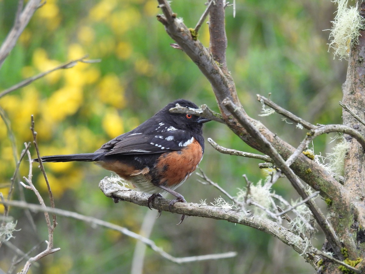 Spotted Towhee - ML620224494