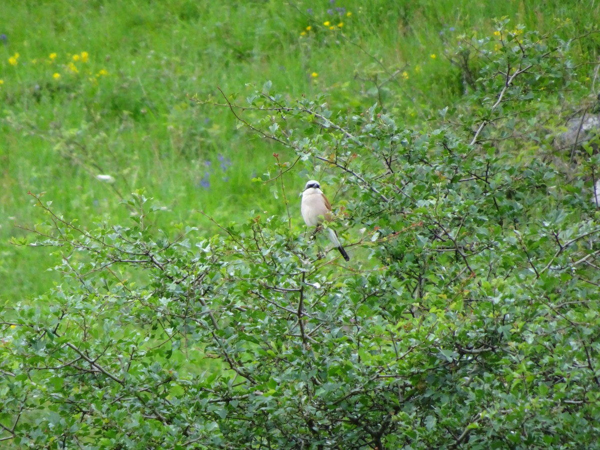 Red-backed Shrike - ML620224496