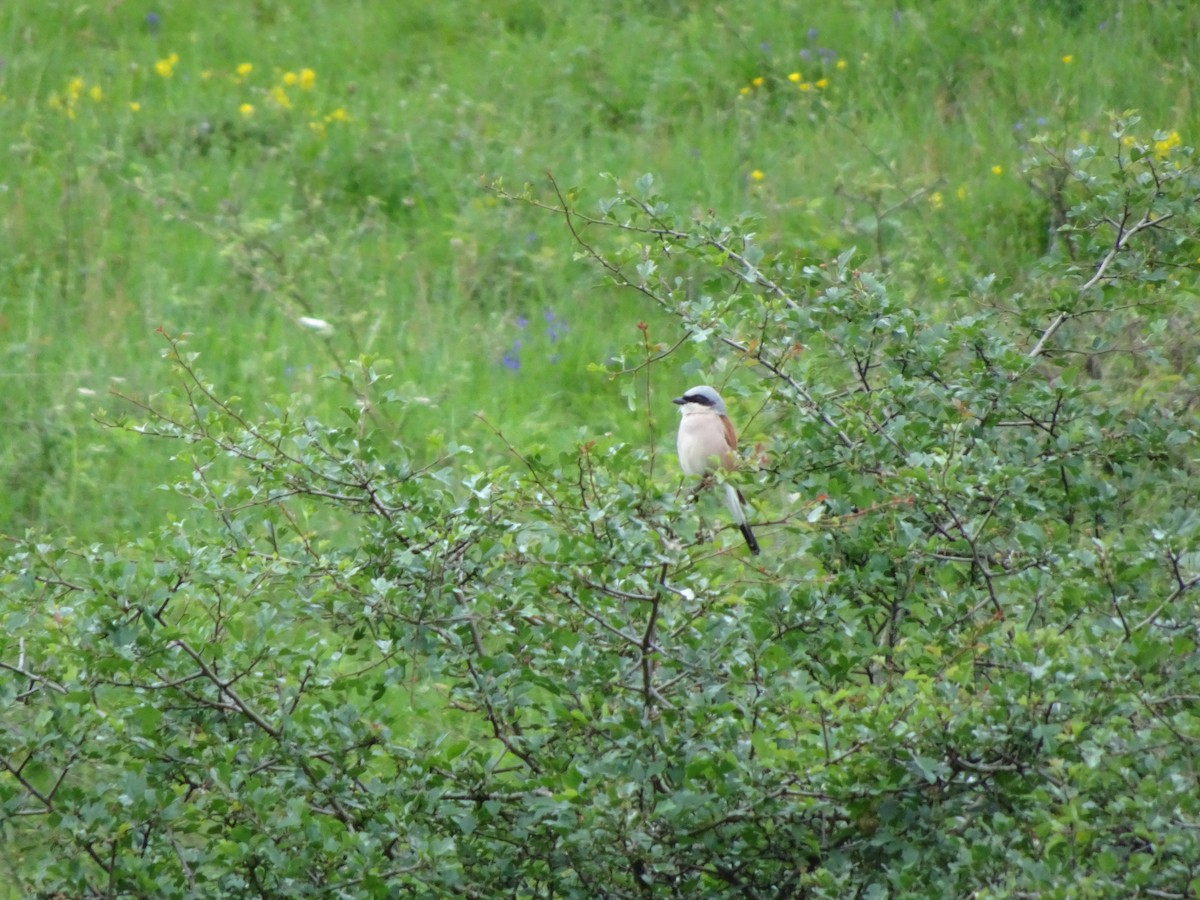 Red-backed Shrike - ML620224498