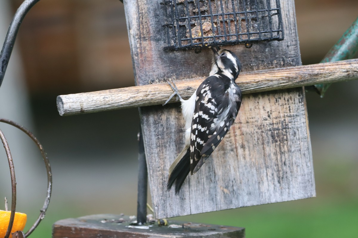 Hairy Woodpecker - ML620224504