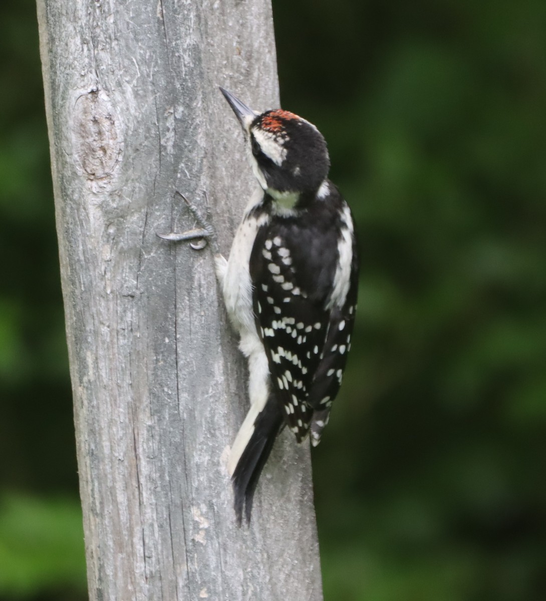 Hairy Woodpecker - ML620224511