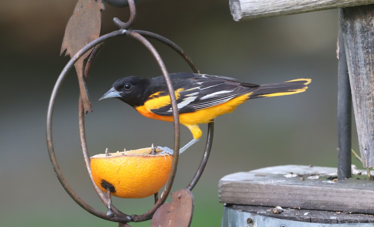 Baltimore Oriole - ML620224525