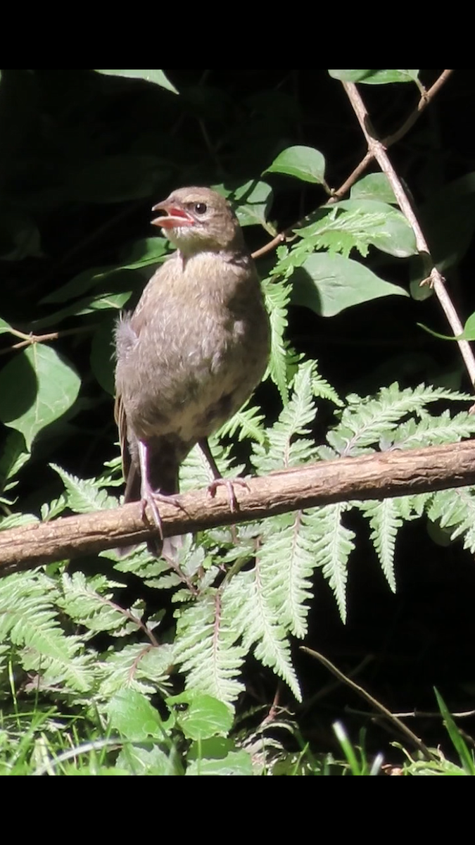 Brown-headed Cowbird - ML620224528