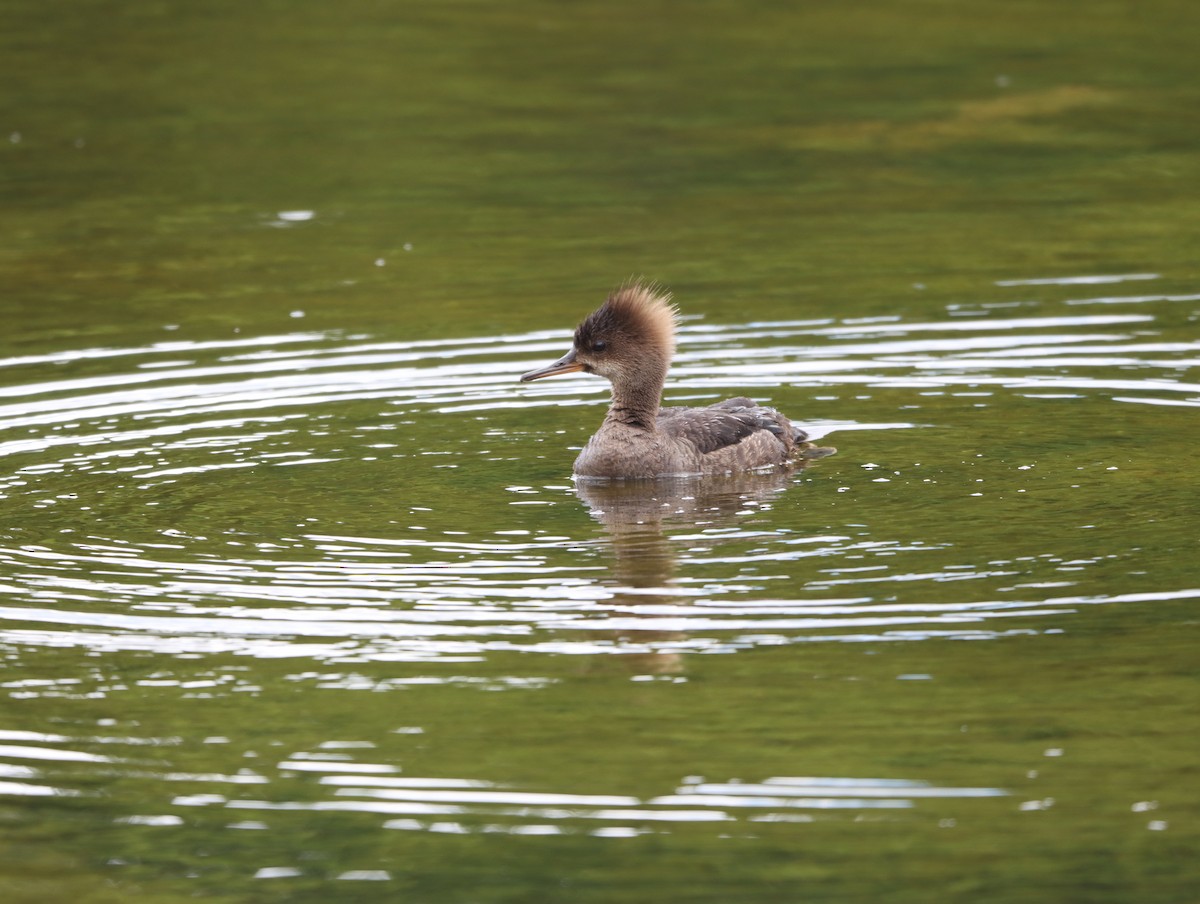 Hooded Merganser - ML620224538