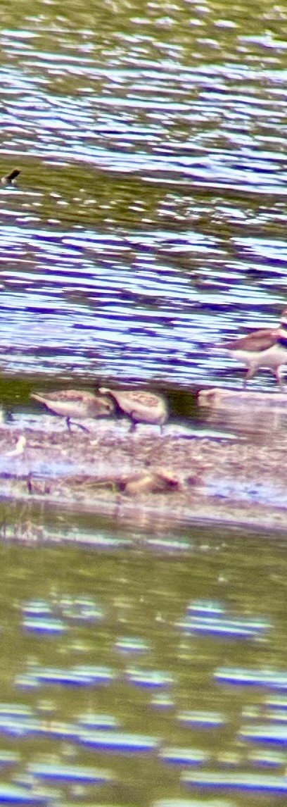 Semipalmated Sandpiper - ML620224542