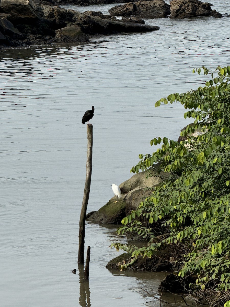 Snowy Egret - ML620224558