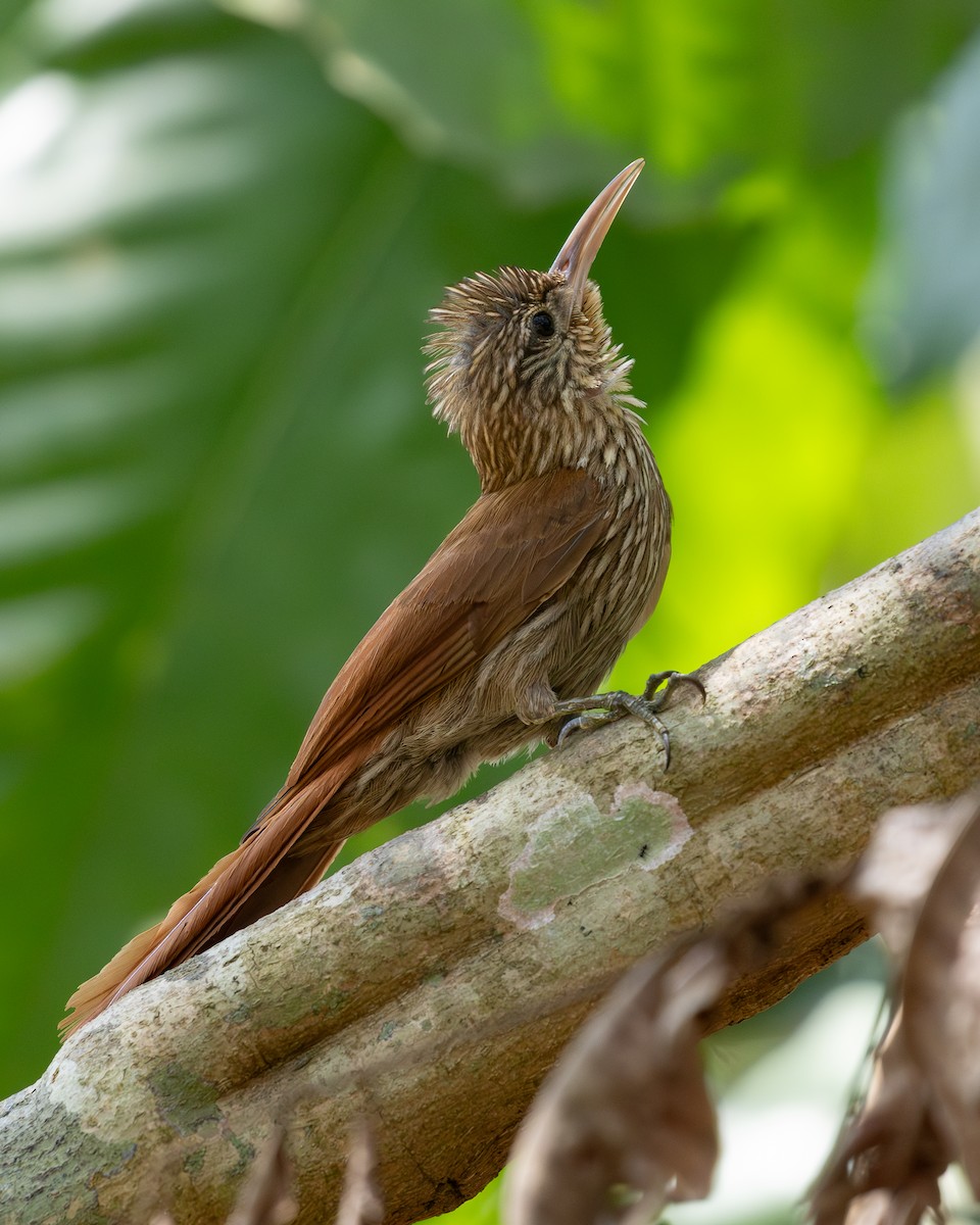 Streak-headed Woodcreeper - ML620224584