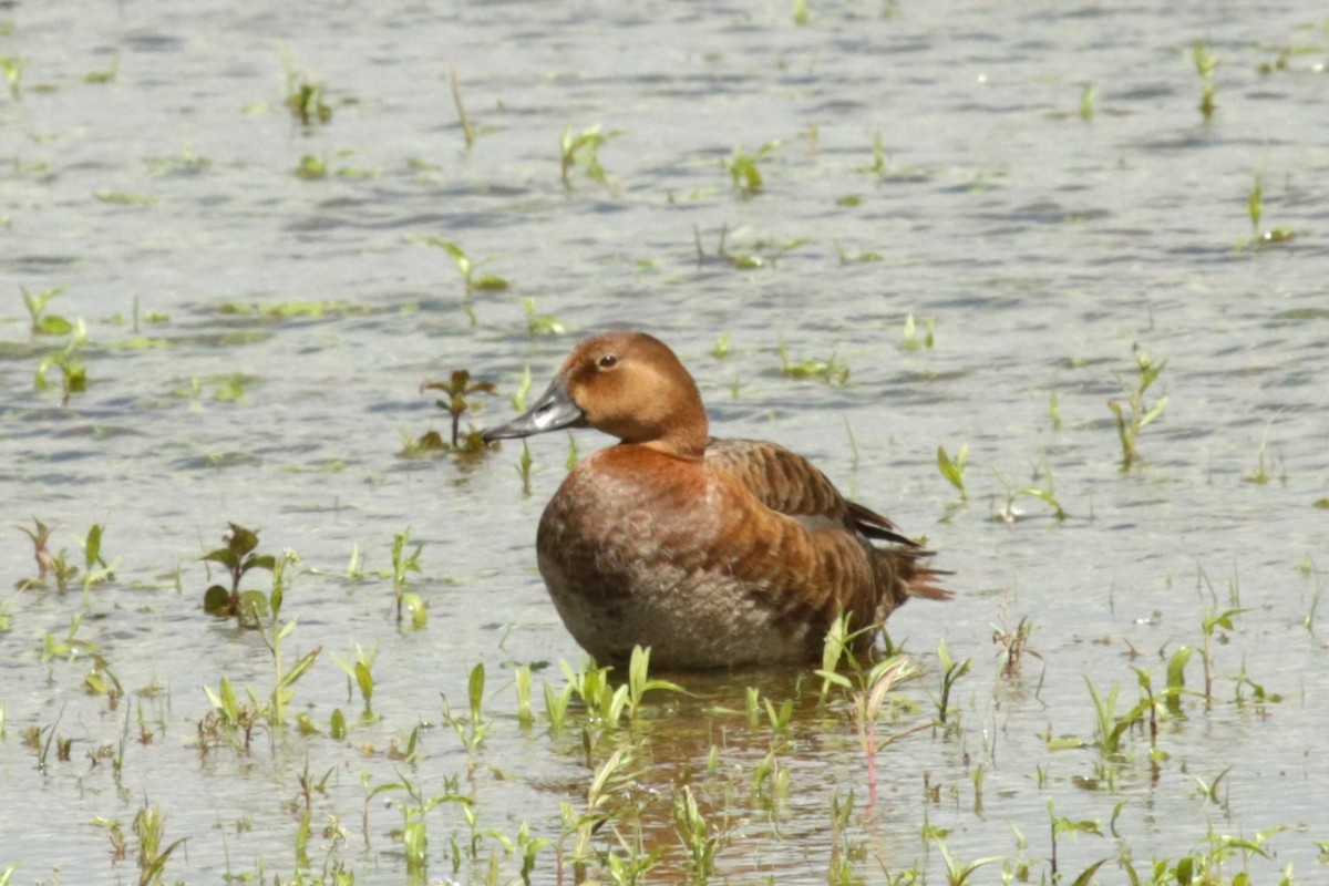 Common Pochard - ML620224587