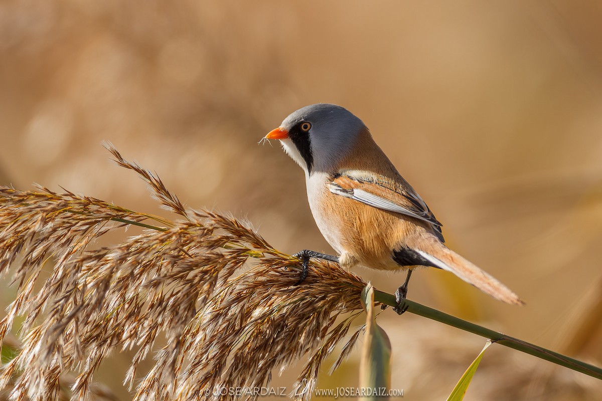 Bearded Reedling - ML620224593