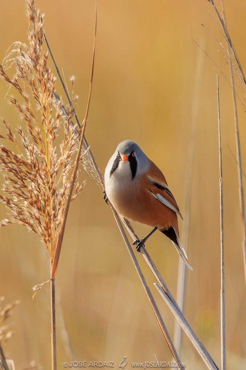 Bearded Reedling - ML620224595