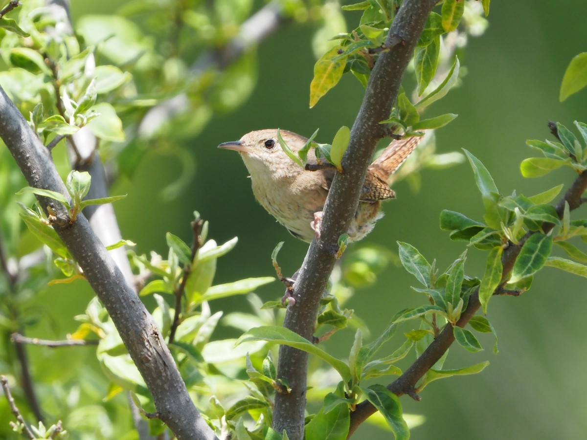 House Wren - ML620224606