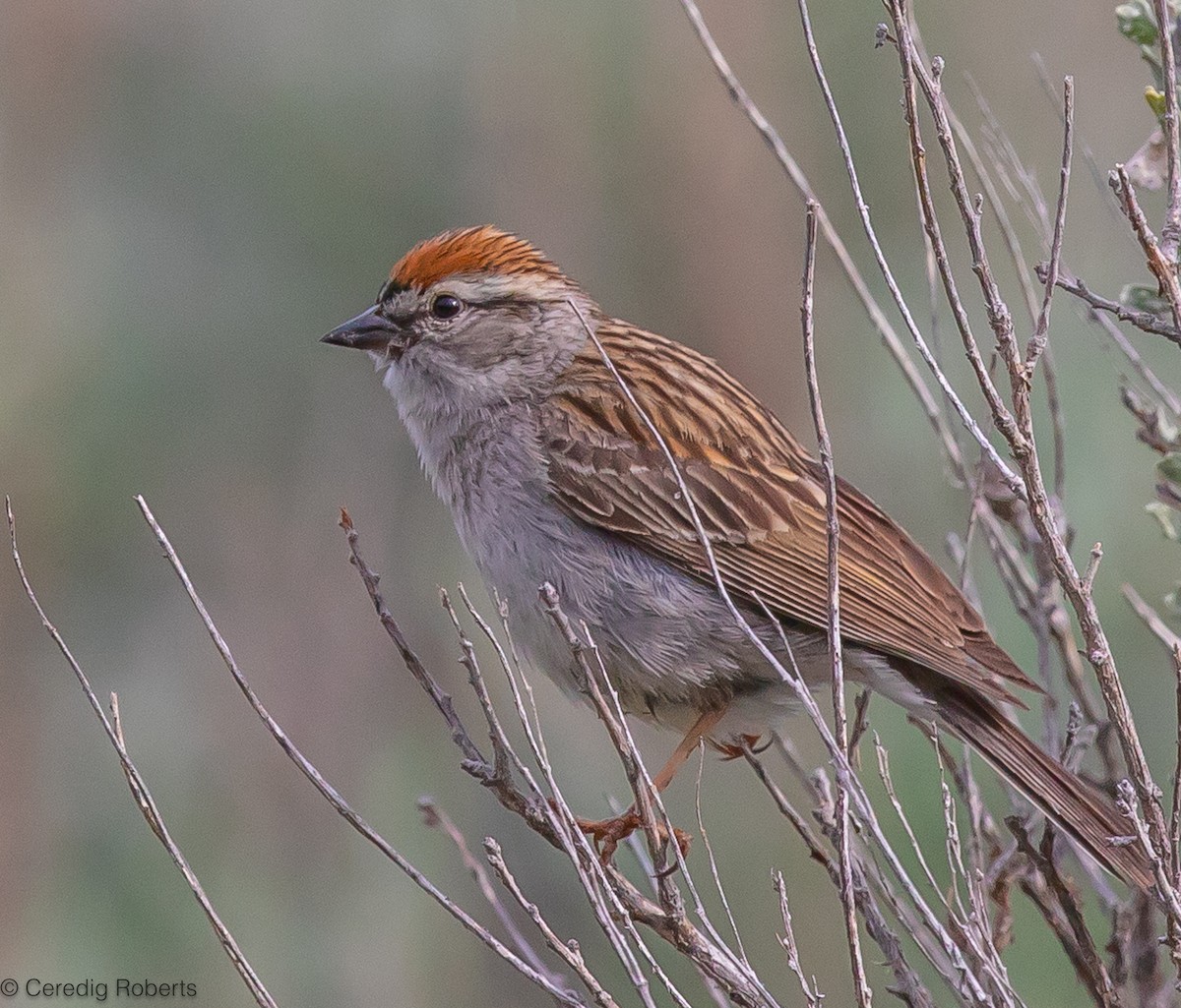 Chipping Sparrow - ML620224607