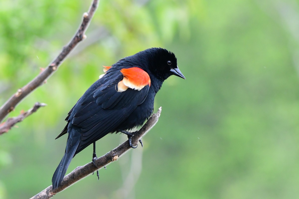 Red-winged Blackbird - ML620224610