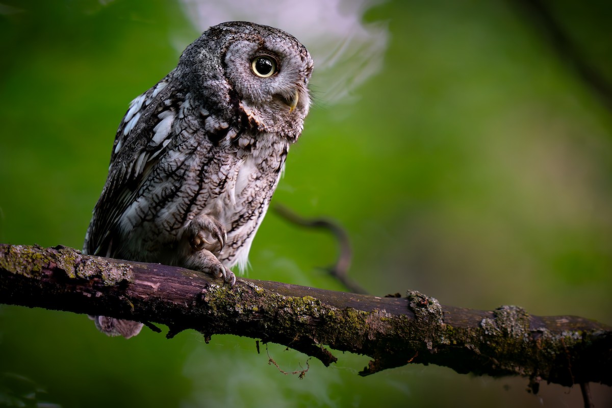 Eastern Screech-Owl - ML620224611