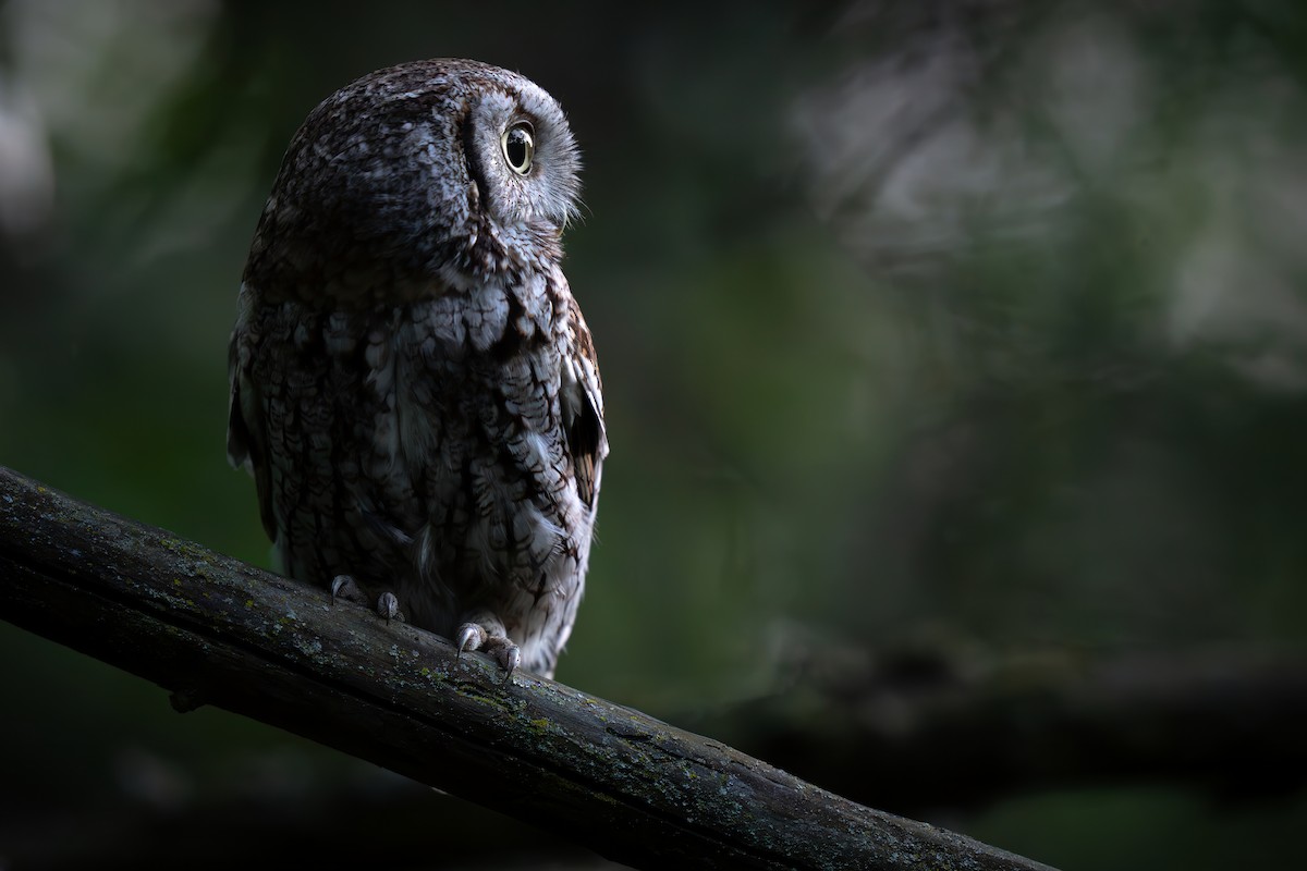 Eastern Screech-Owl - ML620224617