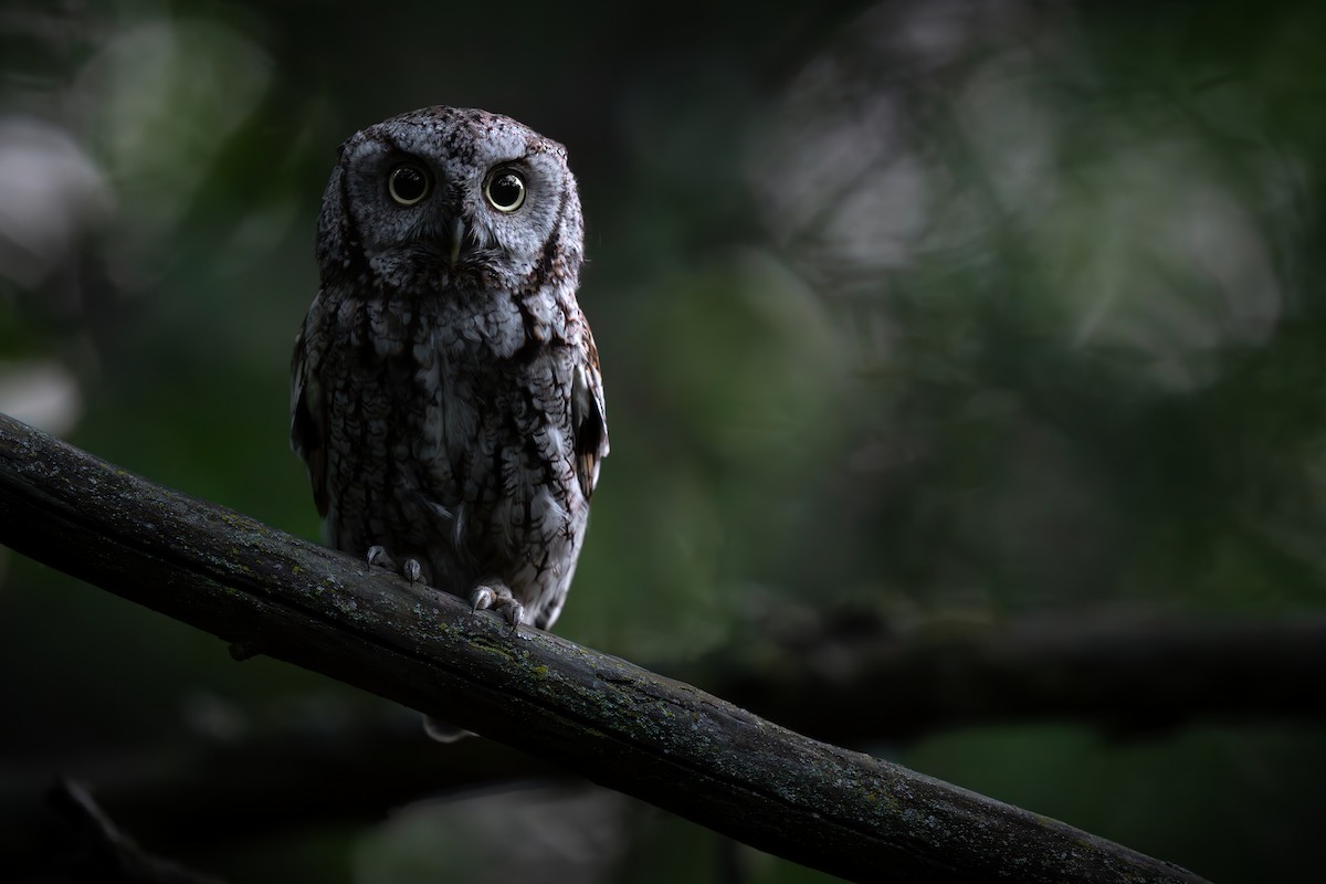 Eastern Screech-Owl - ML620224618