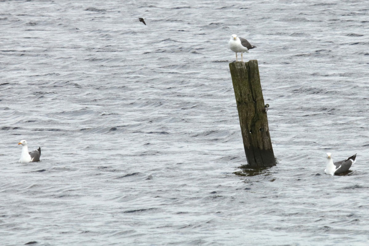 Lesser Black-backed Gull - ML620224619