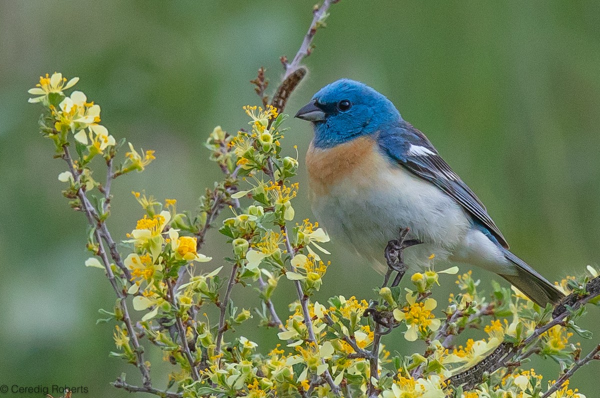 Lazuli Bunting - ML620224625