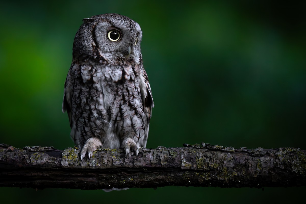 Eastern Screech-Owl - ML620224627