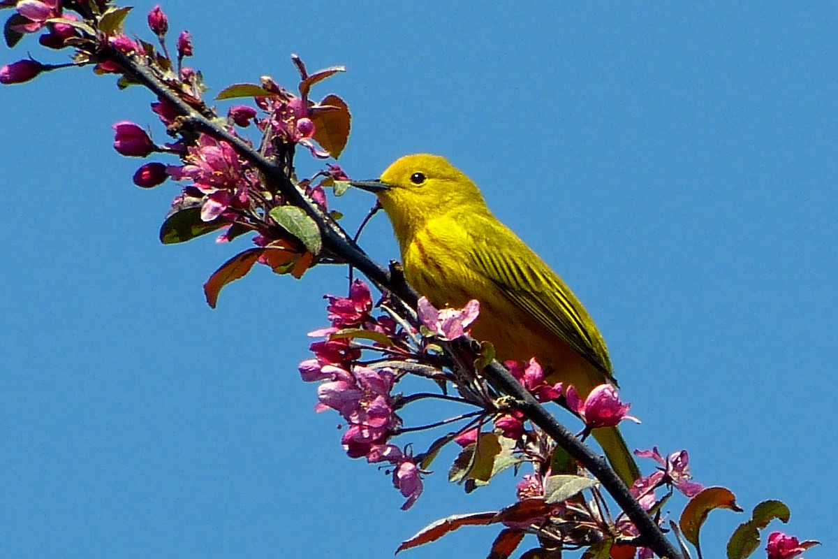 Yellow Warbler - ML620224632