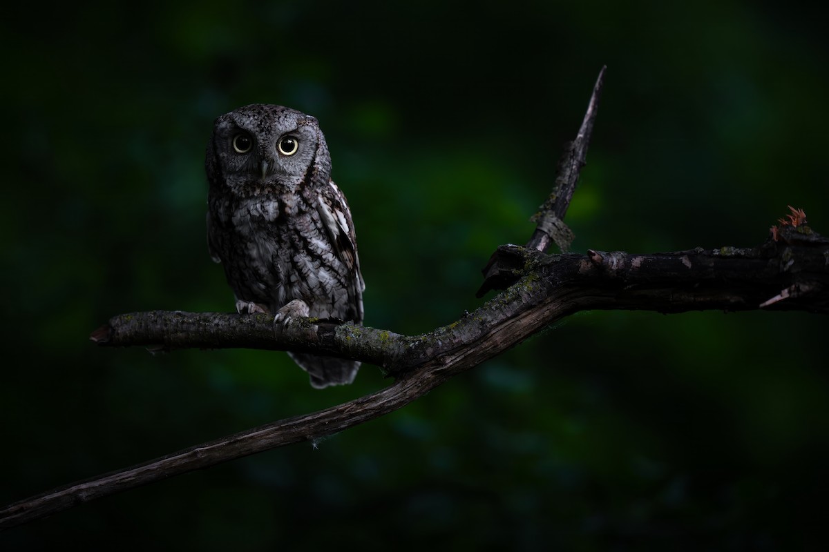 Eastern Screech-Owl - ML620224643