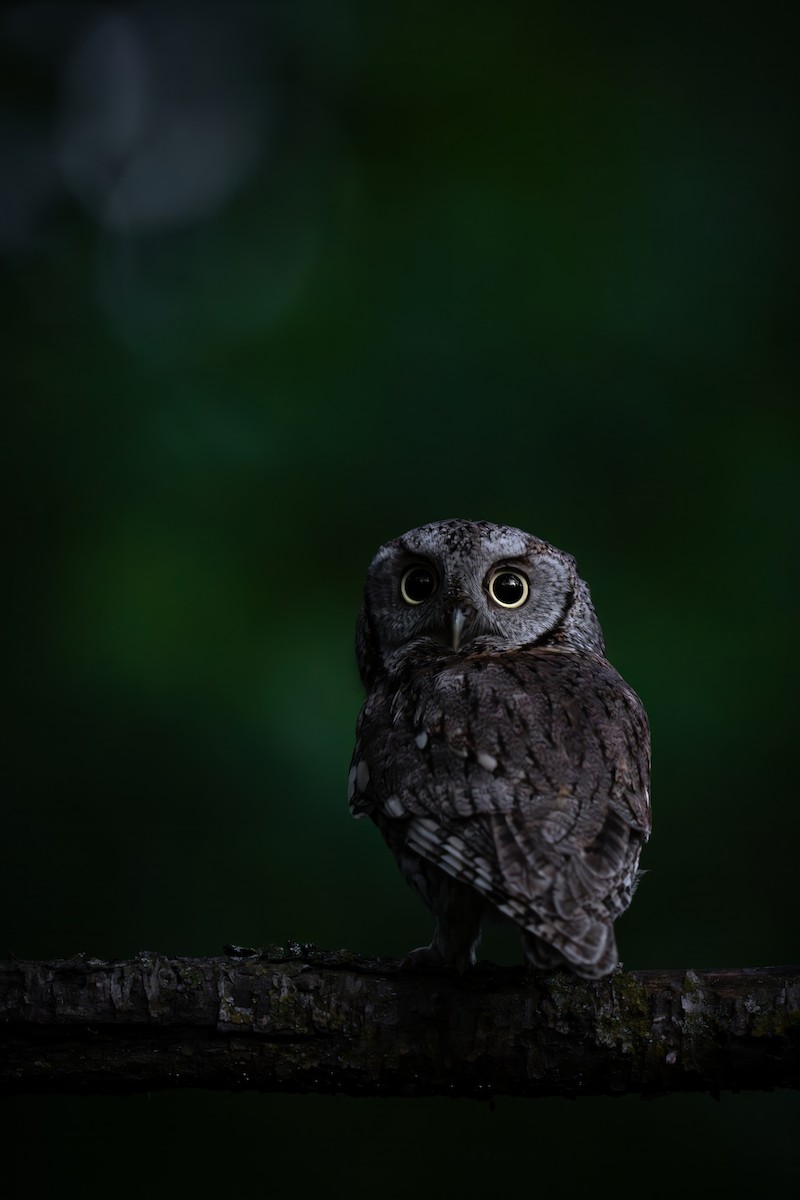 Eastern Screech-Owl - ML620224645