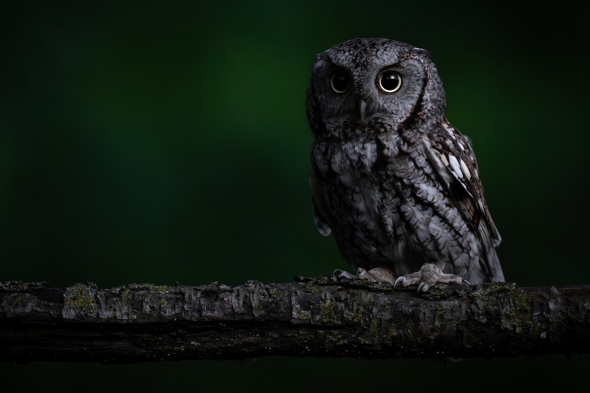 Eastern Screech-Owl - ML620224650