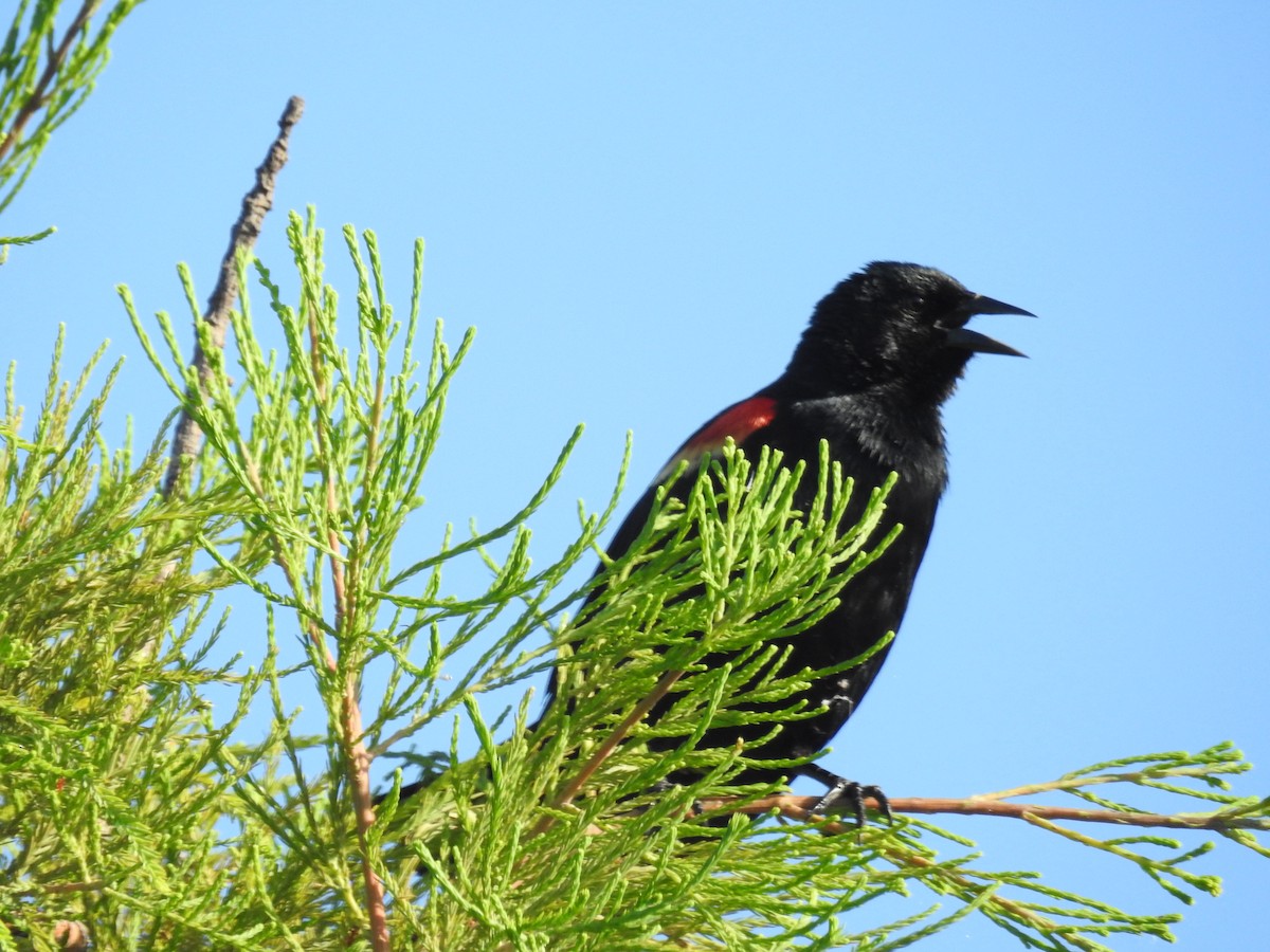 Red-winged Blackbird - ML620224667