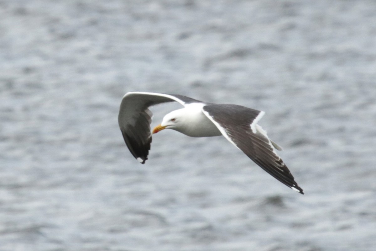 Gaviota Sombría - ML620224669