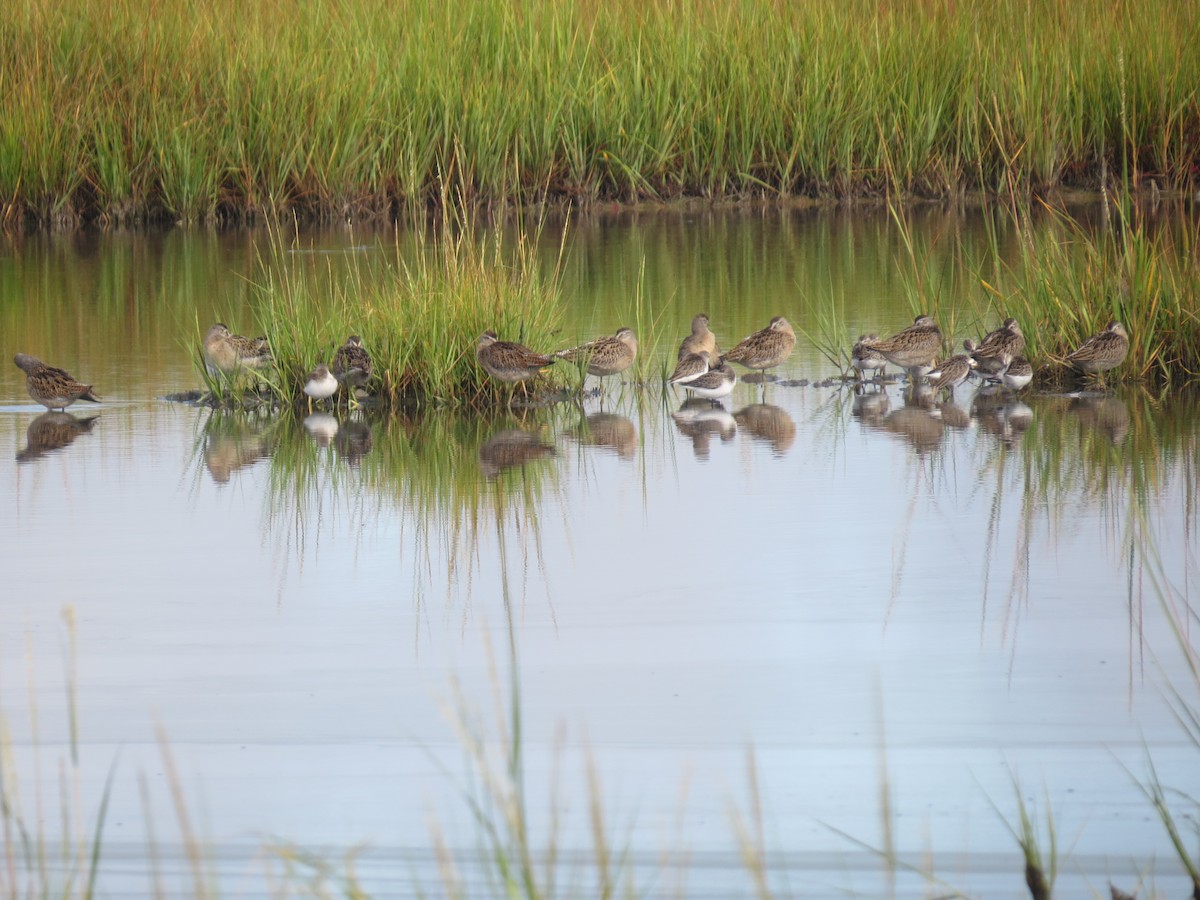 kortnebbekkasinsnipe - ML620224686