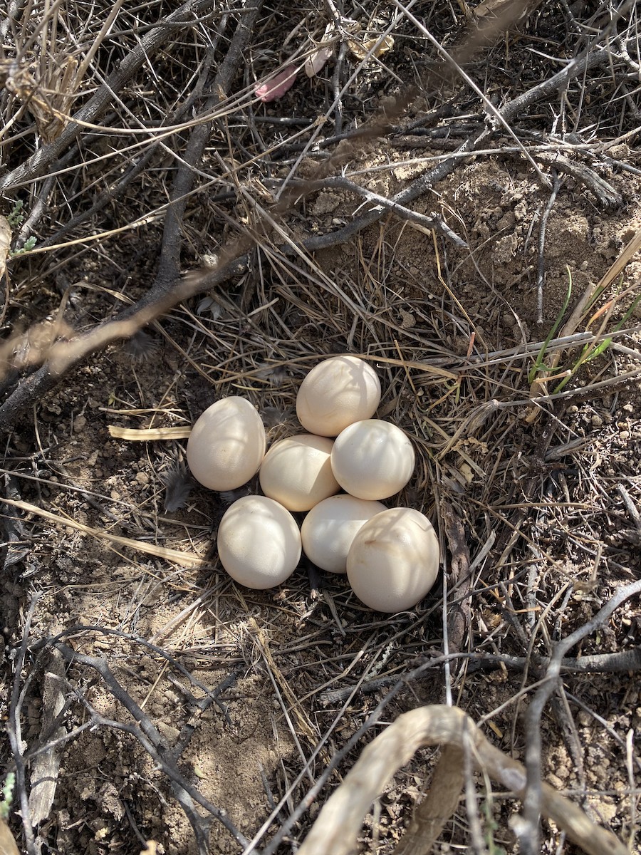 Double-spurred Spurfowl - ML620224692