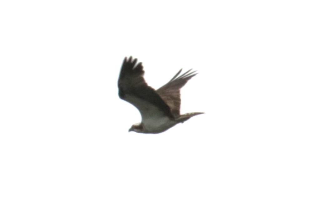 Águila Pescadora - ML620224701