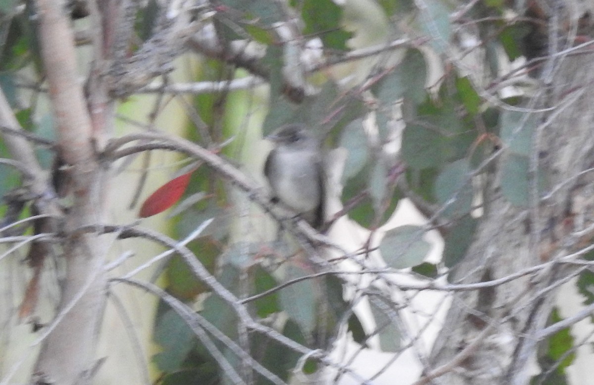 Eastern Wood-Pewee - ML620224707