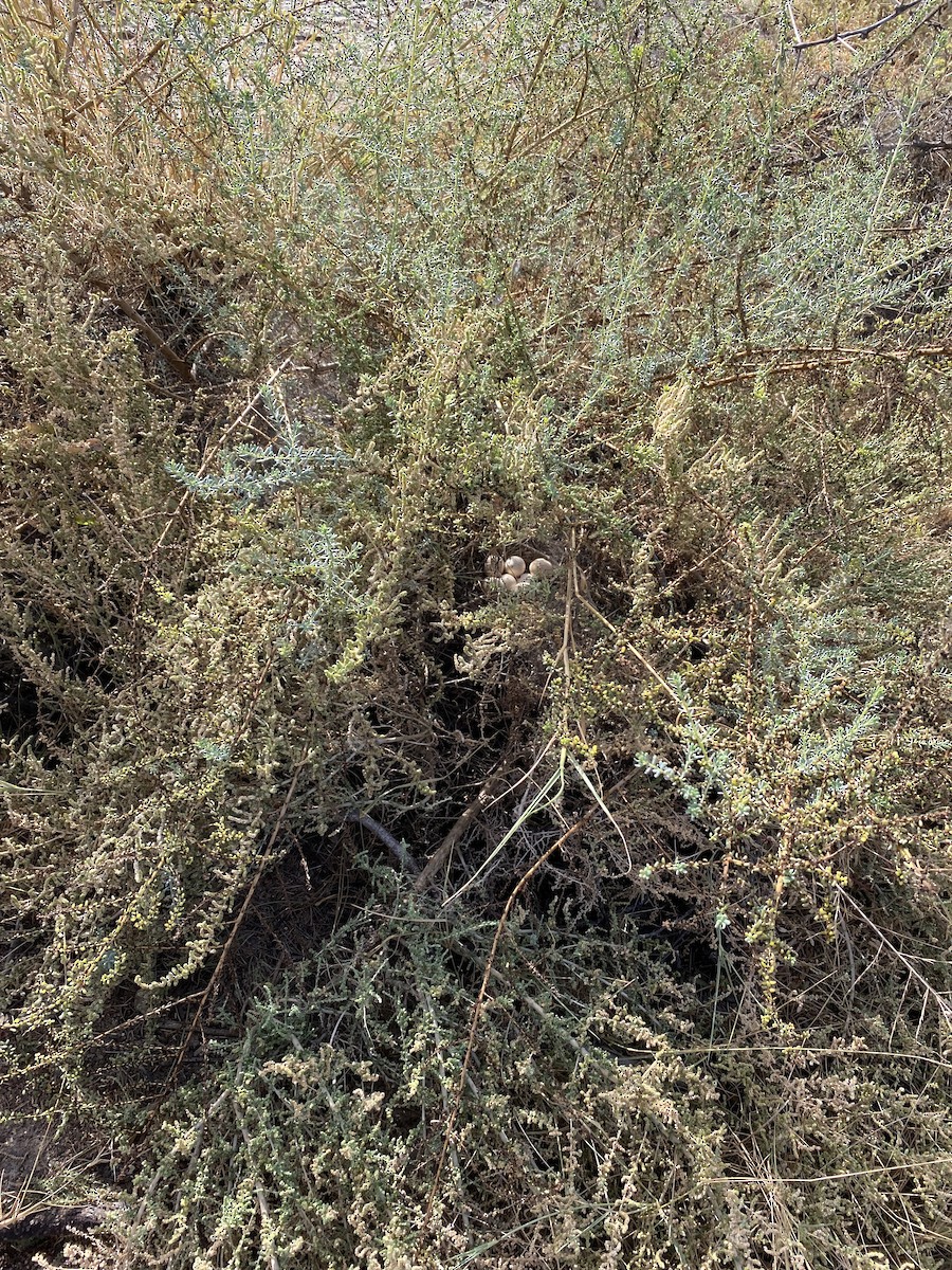 Francolin à double éperon - ML620224721