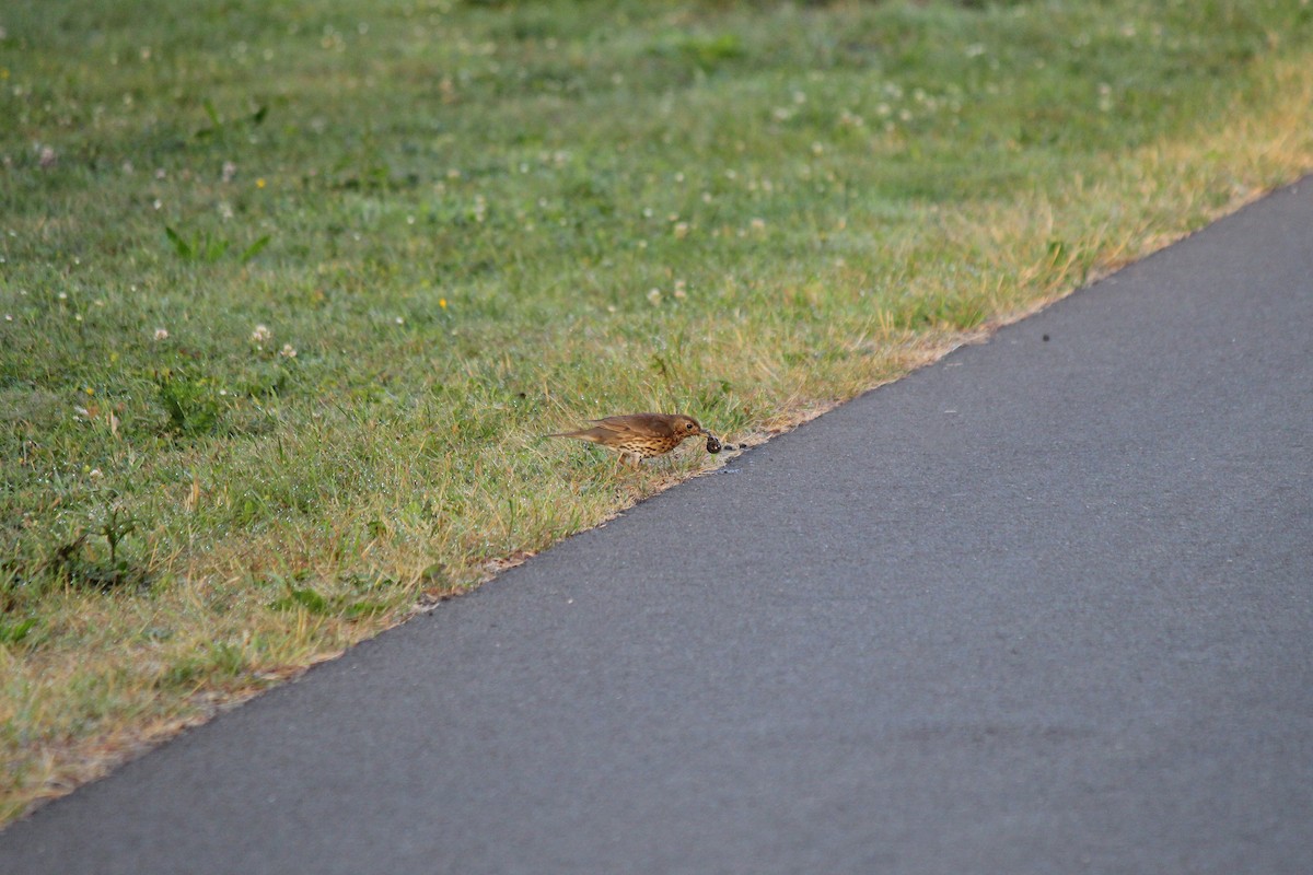 Mistle Thrush - ML620224727