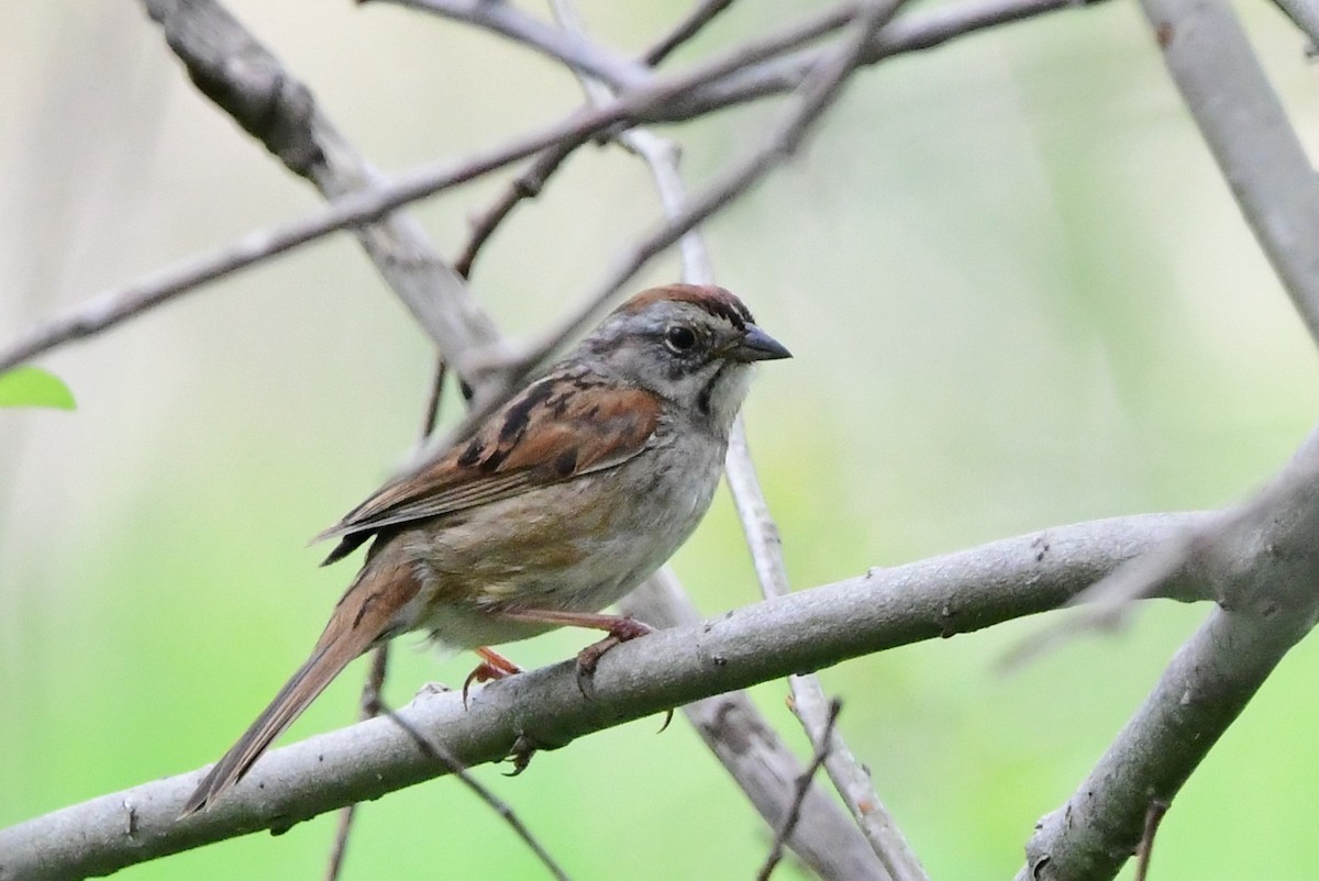Swamp Sparrow - ML620224733