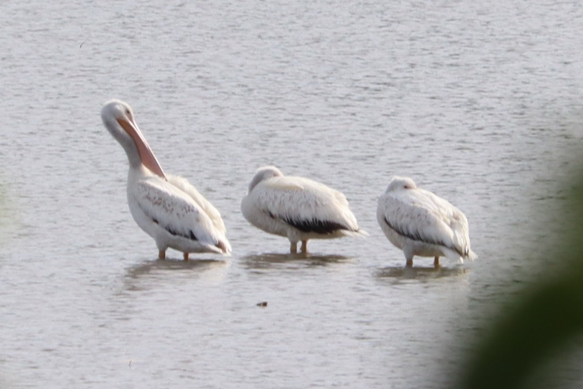 pelikán severoamerický - ML620224735