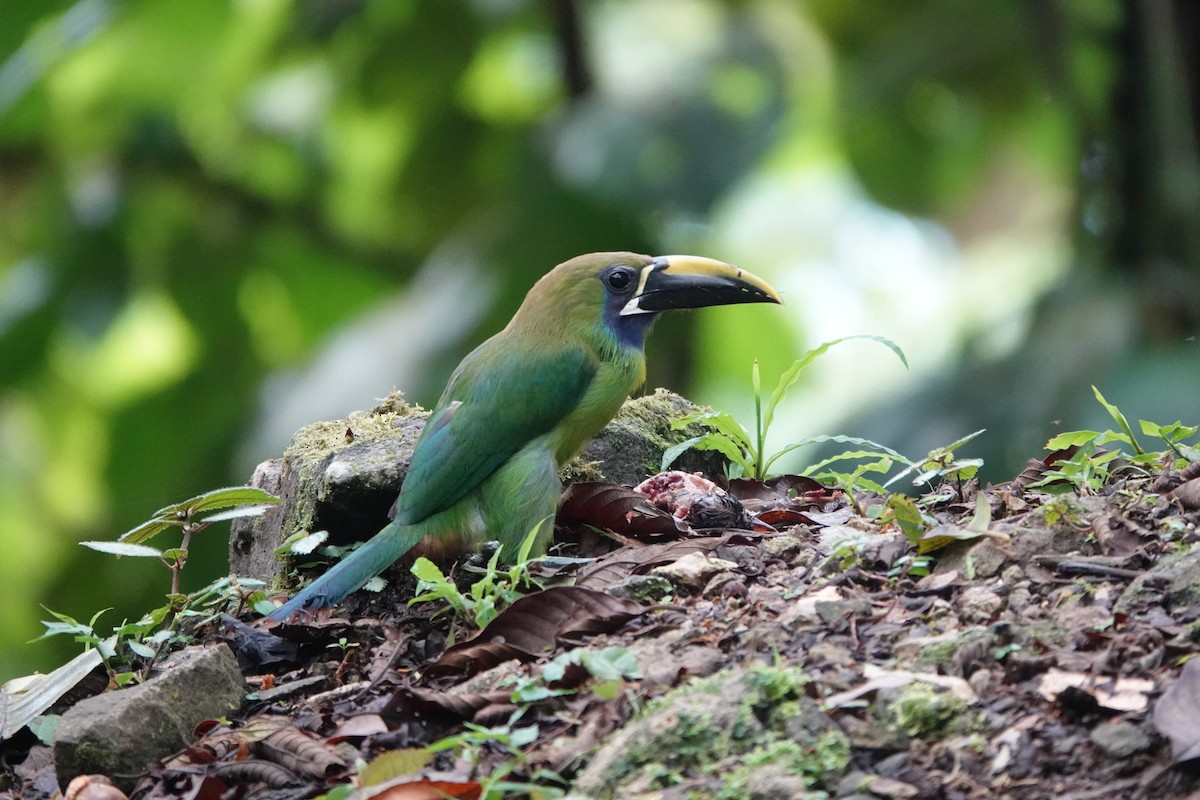 Northern Emerald-Toucanet (Blue-throated) - ML620224744