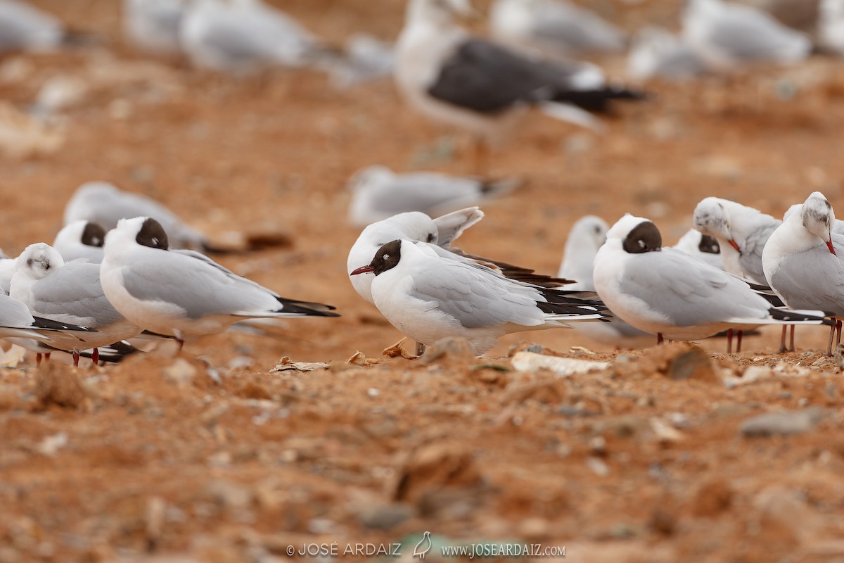 Black-headed Gull - ML620224753