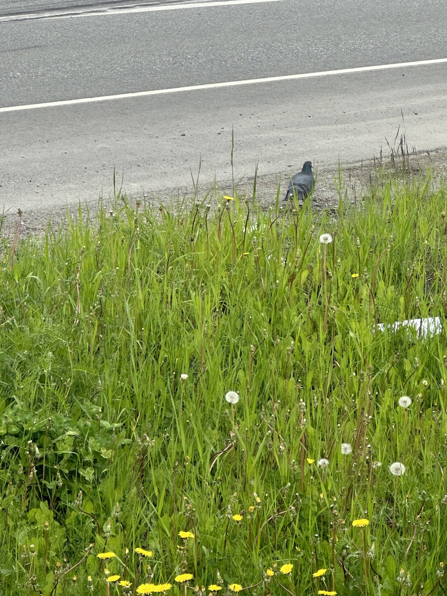 Rock Pigeon (Feral Pigeon) - ML620224757