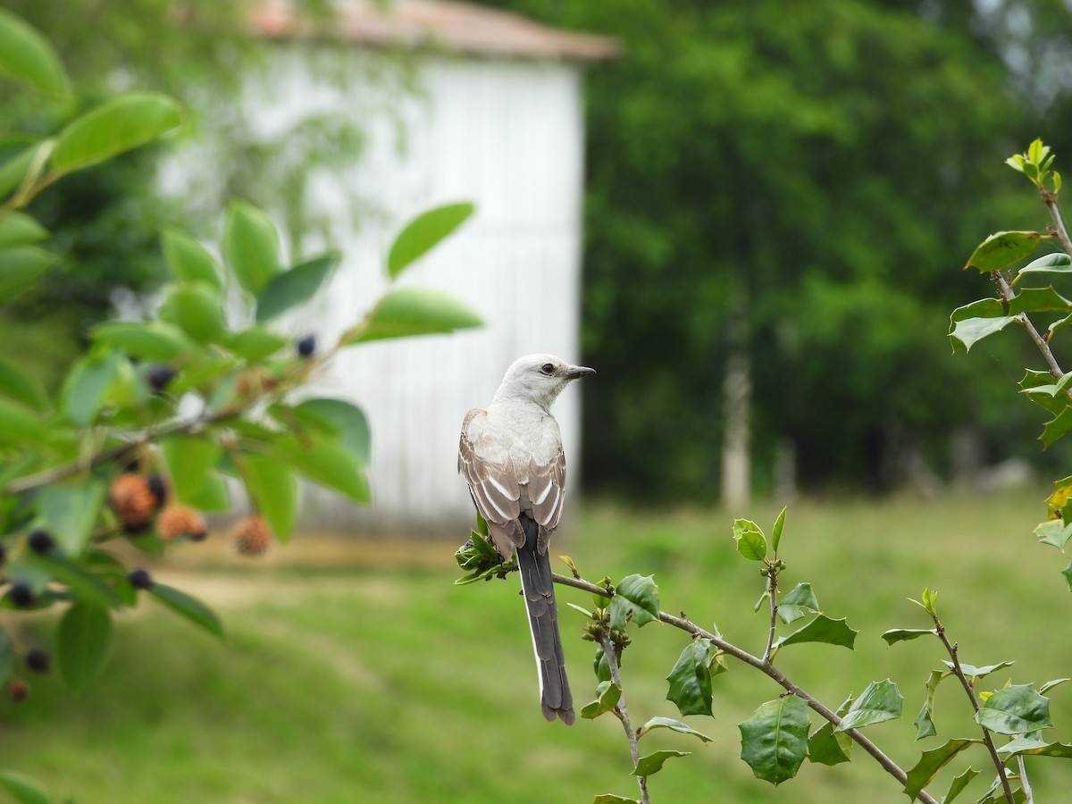 Scissor-tailed Flycatcher - ML620224766