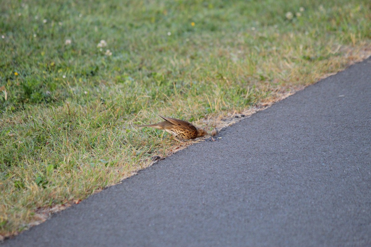 Mistle Thrush - ML620224768