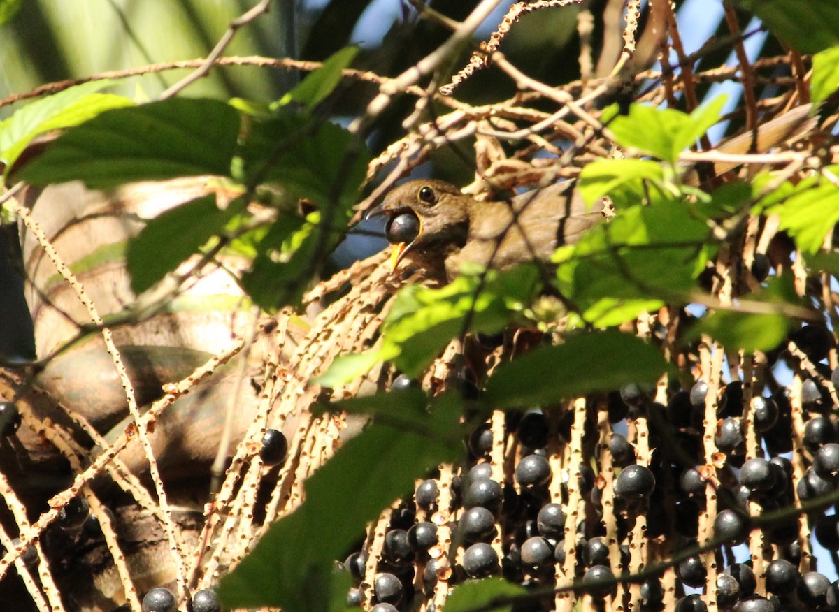 Yellow-legged Thrush - ML620224769