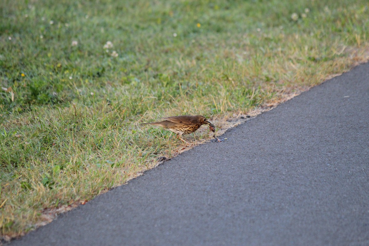 Mistle Thrush - ML620224770