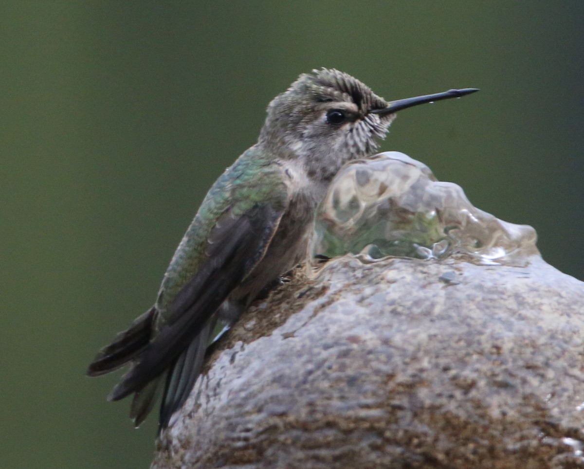 hummingbird sp. - ML620224773