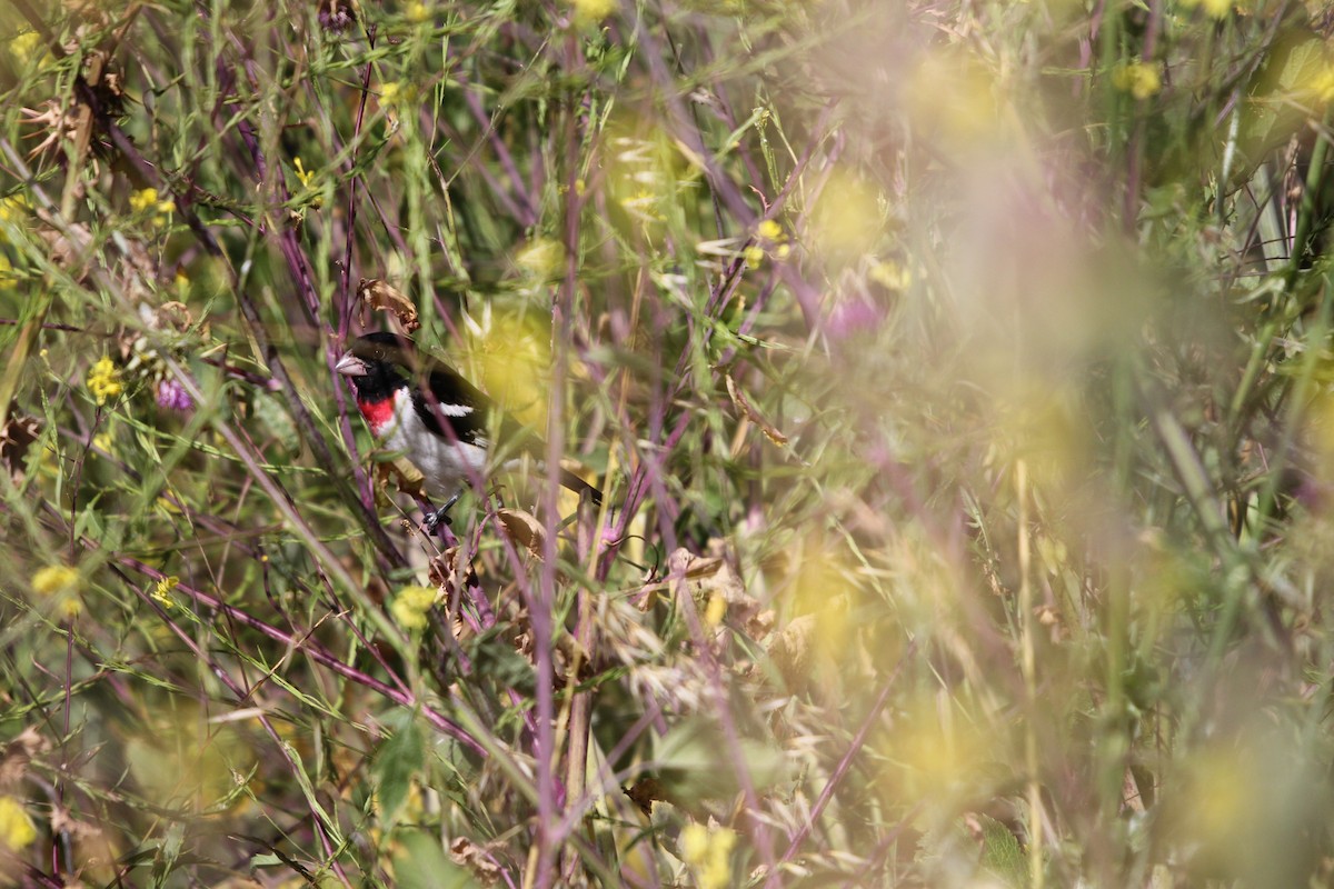 Cardinal à poitrine rose - ML620224779