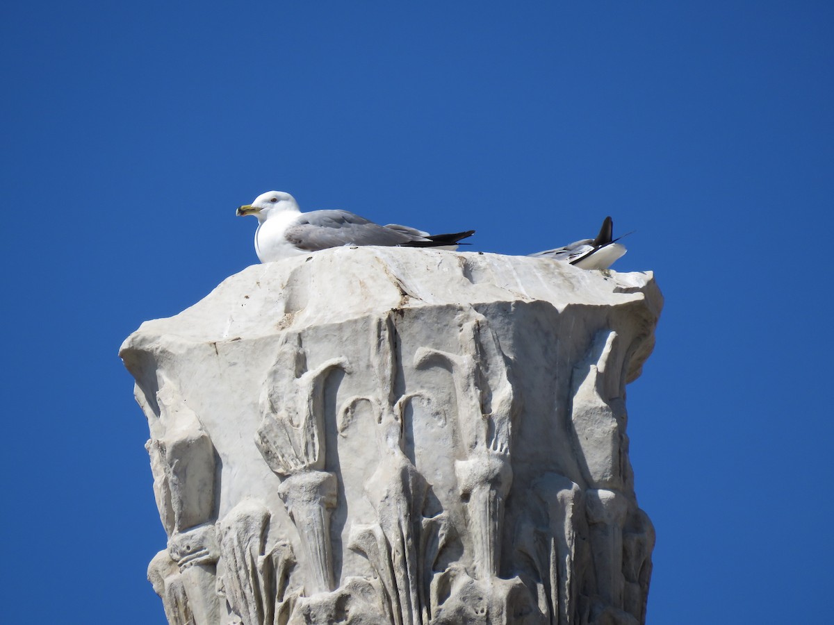 Yellow-legged Gull - ML620224784