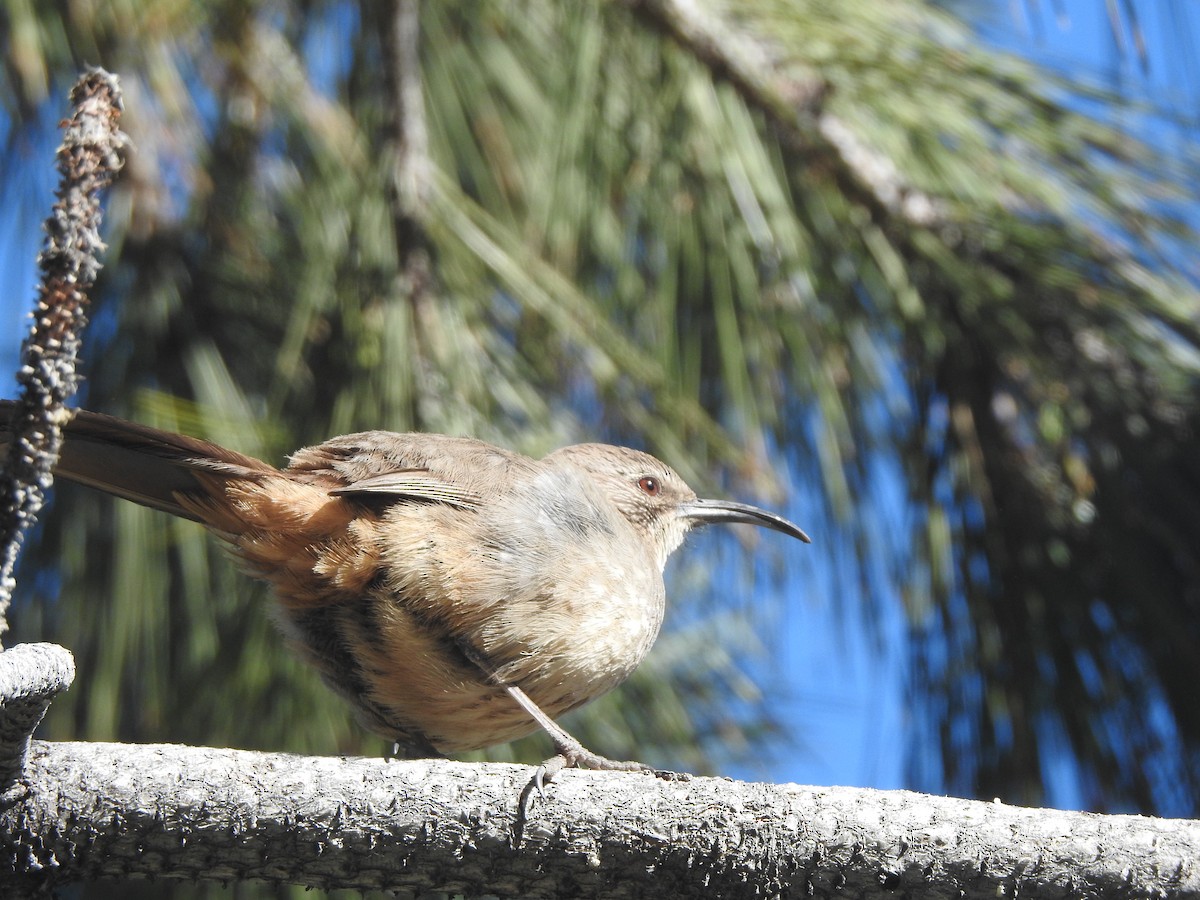 California Thrasher - ML620224799